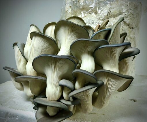 gitx mushroom inc